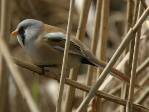f�zatka trs�ov� / f�zatka trstinov� 
 (Panurus biarmicus
)