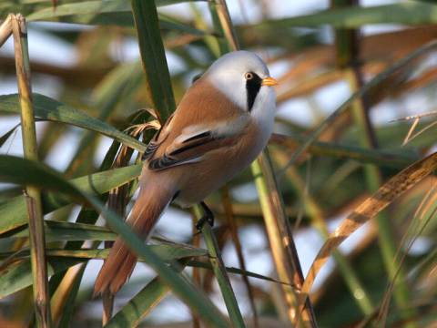 f�zatka trs�ov� / f�zatka trstinov� 
 (Panurus biarmicus
)