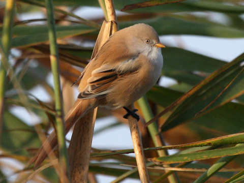 f�zatka trs�ov� / f�zatka trstinov� 
 (Panurus biarmicus
)