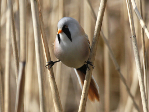 f�zatka trs�ov� / f�zatka trstinov� 
 (Panurus biarmicus
)