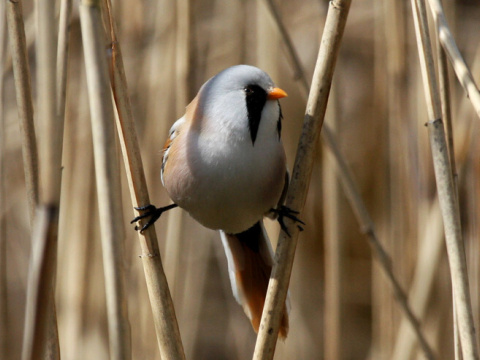 f�zatka trs�ov� / f�zatka trstinov� 
 (Panurus biarmicus
)