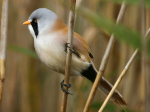 f�zatka trs�ov� / f�zatka trstinov� 
 (Panurus biarmicus
)