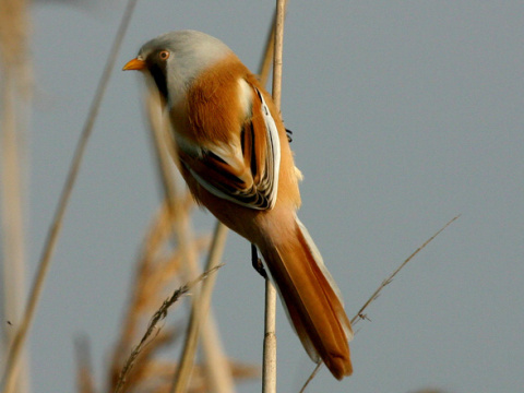 f�zatka trs�ov� / f�zatka trstinov� 
 (Panurus biarmicus
)