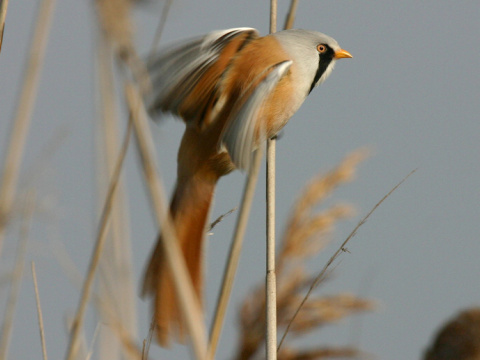 f�zatka trs�ov� / f�zatka trstinov� 
 (Panurus biarmicus
)