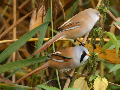 f�zatka trs�ov� / f�zatka trstinov� 
 (Panurus biarmicus
)