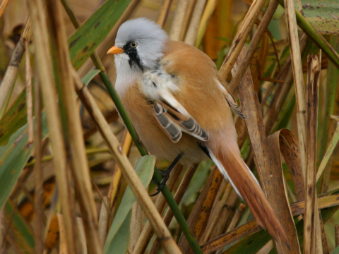 f�zatka trs�ov� / f�zatka trstinov� 
 (Panurus biarmicus
)