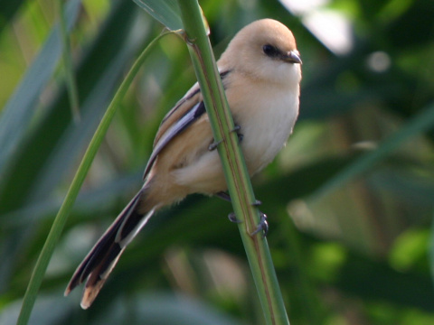 f�zatka trs�ov� / f�zatka trstinov� 
 (Panurus biarmicus
)