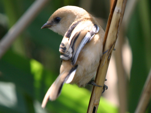 f�zatka trs�ov� / f�zatka trstinov� 
 (Panurus biarmicus
)