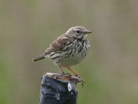 �abtu�ka l��na
 (Anthus pratensis
)
