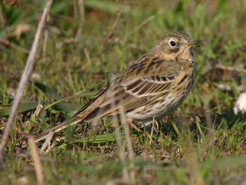 �abtu�ka l��na
 (Anthus pratensis
)