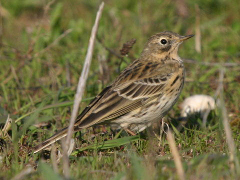 �abtu�ka l��na
 (Anthus pratensis
)