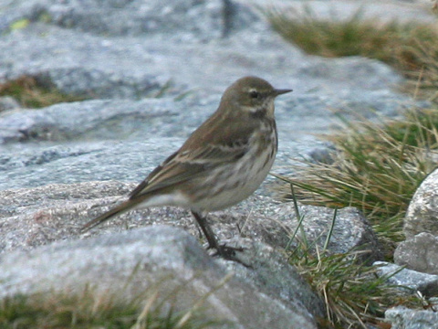 �abtu�ka vrchovsk�
 (Anthus spinoletta
)