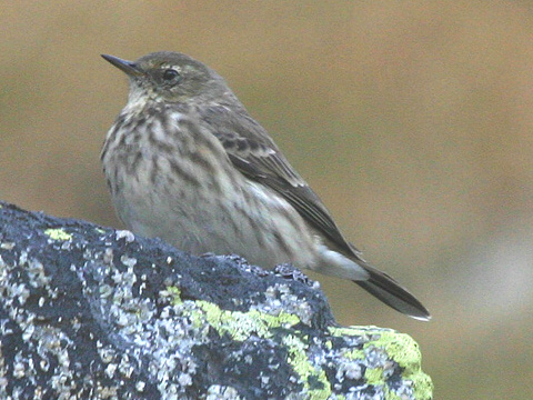 �abtu�ka vrchovsk�
 (Anthus spinoletta
)