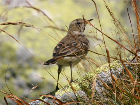 �abtu�ka vrchovsk�
 (Anthus spinoletta
)