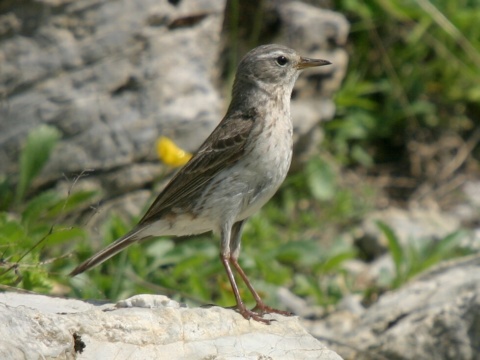 �abtu�ka vrchovsk�
 (Anthus spinoletta
)