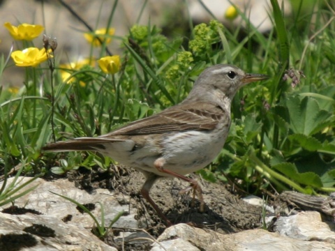 �abtu�ka vrchovsk�
 (Anthus spinoletta
)