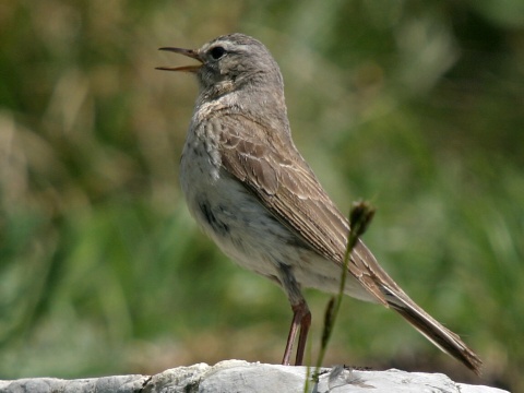 �abtu�ka vrchovsk�
 (Anthus spinoletta
)