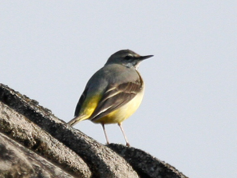 trasochvost horsk�
 (Motacilla cinerea
)