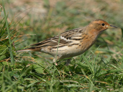 �abtu�ka �ervenohrdl�
 (Anthus cervinus
)