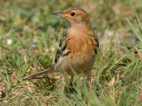 �abtu�ka �ervenohrdl�
 (Anthus cervinus
)