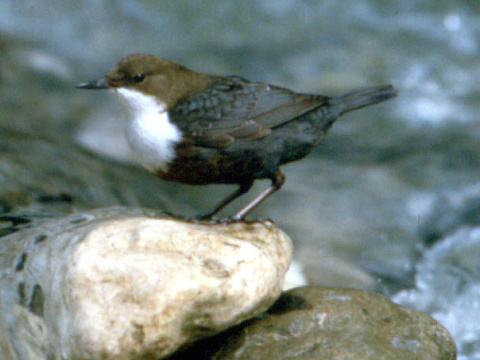 vodn�r poto�n�
 (Cinclus cinclus
)