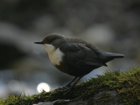 vodn�r poto�n�
 (Cinclus cinclus
)