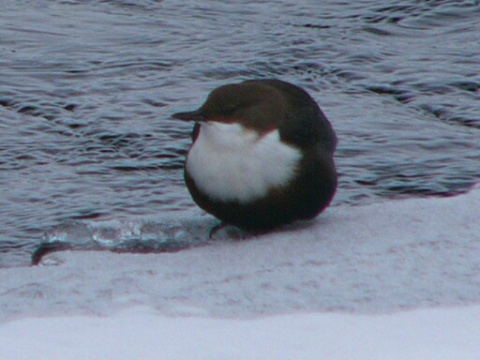 vodn�r poto�n�
 (Cinclus cinclus
)