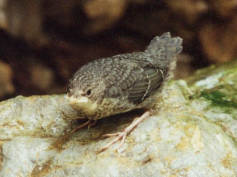 vodn�r poto�n�
 (Cinclus cinclus
)