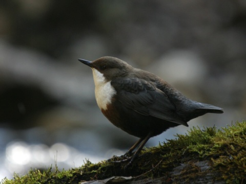 vodn�r poto�n�
 (Cinclus cinclus
)