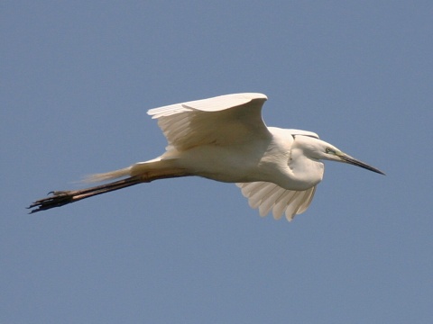 volavka biela / belu�a ve�k�
 (Egretta alba
)