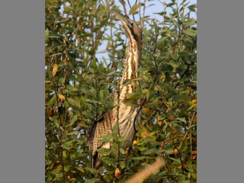 bu�iak trs�ov� / bu�iak ve�k�
 (Botaurus stellaris
)