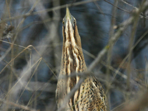 bu�iak trs�ov� / bu�iak ve�k�
 (Botaurus stellaris
)