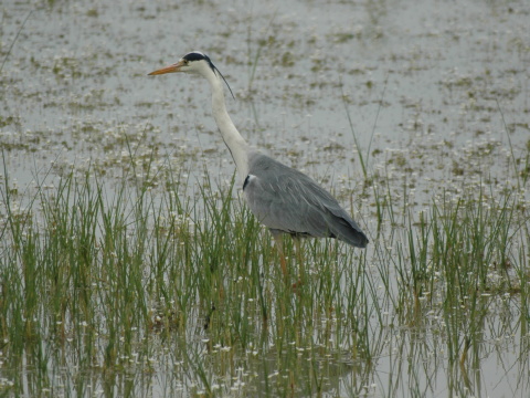 volavka popolav�
 (Ardea cinerea
)