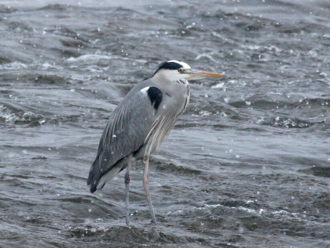 volavka popolav�
 (Ardea cinerea
)