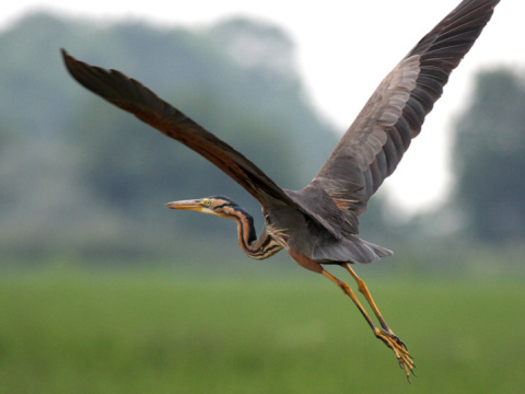 volavka purpurov�
 (Ardea purpurea
)