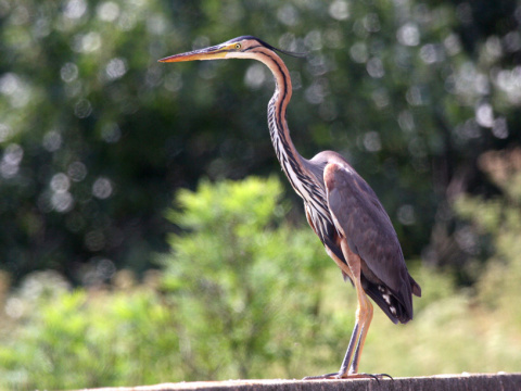 volavka purpurov�
 (Ardea purpurea
)