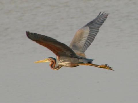 volavka purpurov�
 (Ardea purpurea
)