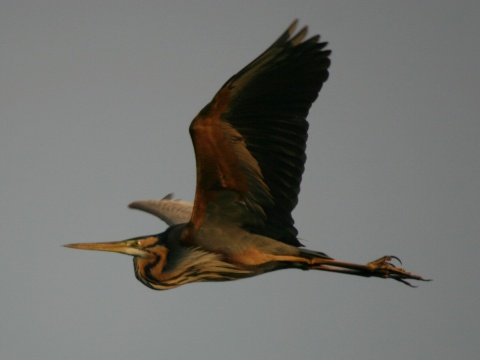 volavka purpurov�
 (Ardea purpurea
)
