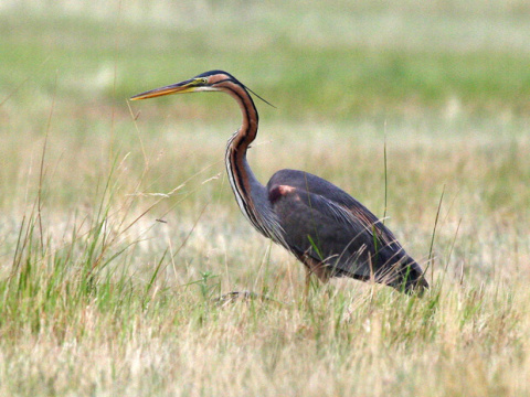 volavka purpurov�
 (Ardea purpurea
)