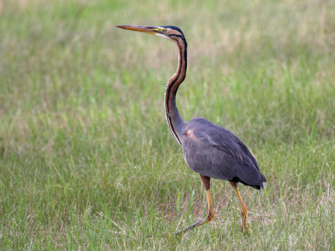 volavka purpurov�
 (Ardea purpurea
)