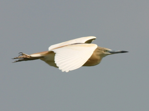 �apli�ka vlasat�
 (Ardeola ralloides
)