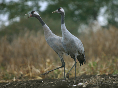 �eriav popolav�
 (Grus grus
)