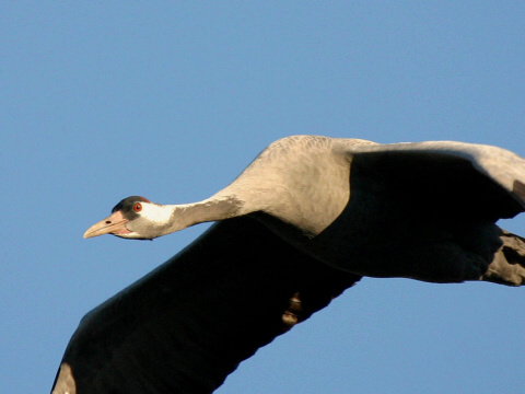 �eriav popolav�
 (Grus grus
)