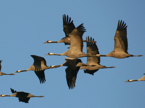 �eriav popolav�
 (Grus grus
)