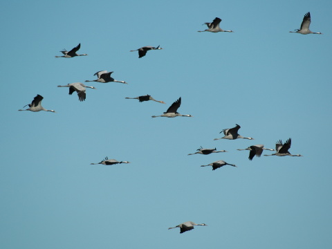 �eriav popolav�
 (Grus grus
)