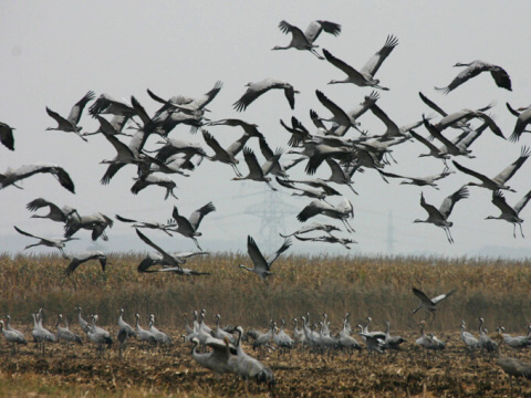 �eriav popolav�
 (Grus grus
)