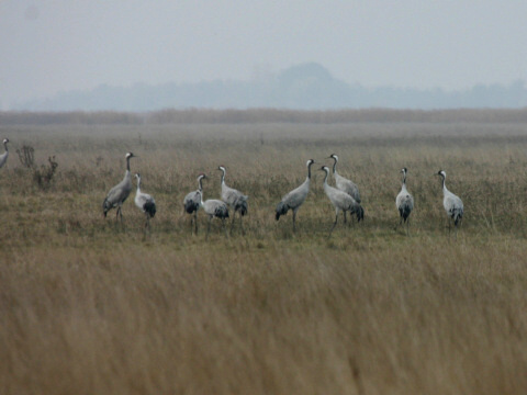 �eriav popolav�
 (Grus grus
)