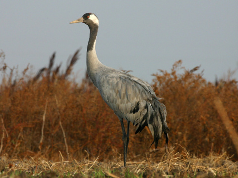 �eriav popolav�
 (Grus grus
)