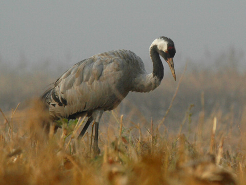 �eriav popolav�
 (Grus grus
)