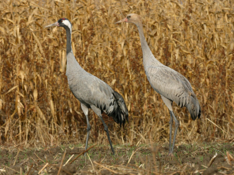 �eriav popolav�
 (Grus grus
)